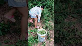 បេះក្រសាំង 🌿☘️ sovathbdm countrysidevlog countrysidelife [upl. by Adnohral352]