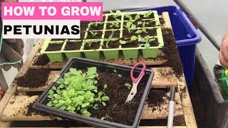 ✅ How to Grow Petunias from Seed  Start to Finish [upl. by Kirby115]