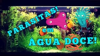 Como eliminar vermes e parasitas dos peixes água doce [upl. by Immij822]