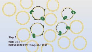 點突變方法與原理小動畫 SiteDirected Mutagenesis Basic [upl. by Phylys]