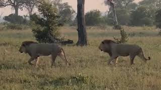 Kambula Male Lions after their confrontation with Black Dam Males  6 December 2023 [upl. by Tandie249]