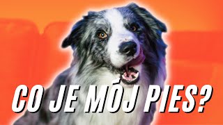 Co je mój Border Collie Jaka karma dla psa jest najlepsza dla Blue [upl. by Brinna]