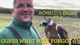 BONELLI’S eagles training part 3 lure work and entering… [upl. by Florella]