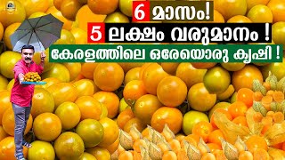 6 മാസം കൊണ്ട് 5 ലക്ഷം രൂപ വരുമാനം  കേരളത്തിലെ ഒരേയൊരു കൃഷി  എളുപ്പത്തിൽ വീട്ടിൽ തന്നെ ചെയ്യാം [upl. by Brader477]