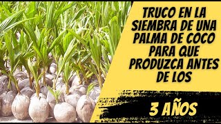 Truco en la Siembra de una Palma de Coco para que produzca antes de los 3 años [upl. by Chap]