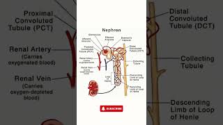 Nephron Structure  Simple Nephron Diagram for Easy Understanding [upl. by Harmonie]