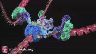 Mechanism of DNA Replication Basic [upl. by Zeke]