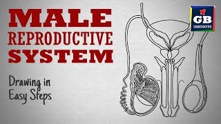 How to draw male reproductive system in easy steps cbse 12th Biology  NCERT class 12  science [upl. by Ntisuj108]