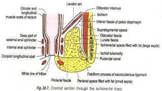 Ischioanal fossa part1Easy Anatomy  Abdomen [upl. by Flann]