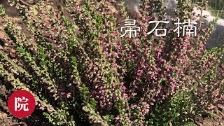 【彬彬有院】花 •283帚石楠（Calluna vulgaris），可以做茶做药祛痘的一款热门网红花，挪威国花 [upl. by Ivers981]