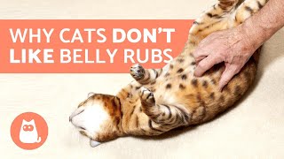 Why Cats Dont Like Their Belly Rubbed [upl. by Ahsuatan889]