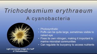 Better Know a Marine Microbe Episode 4 Trichodesmium Erythraeum [upl. by Blossom782]