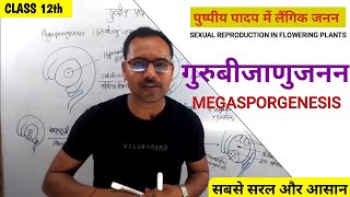 guru bijanu janan  guru bijanu janan kya hai  गुरुबीजाणु जनन  Macrosporeogenesis Biology class12 [upl. by Yenetruoc]