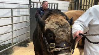 €5000 for reserve overall Aubrac champion [upl. by Ayhtnic]