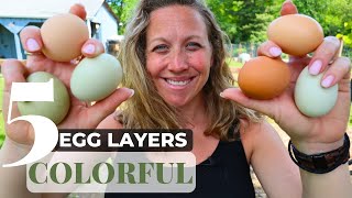 5 Best Colorful EggLaying Chicken Breeds  Discover Vibrant Hens on Your Farm [upl. by Elisee649]