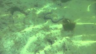 Bantayan  Annulated sea snake Hydrophis cyanocinctus [upl. by Bascomb241]