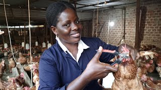 why debeaking is very important in poultry farming [upl. by Nalniuq71]