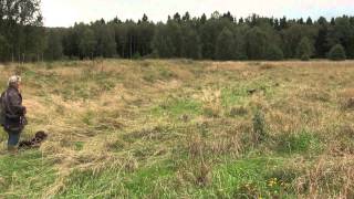 Spaniel training on Partridge [upl. by Nide]