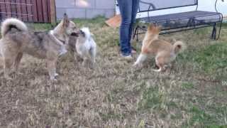 Adult pomskies playing with teenager pomsky [upl. by Ebaj38]