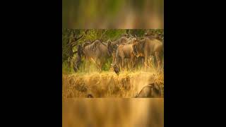 When confusion sets in wildebeests wildlife [upl. by Okramed]