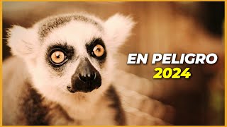 6 ANIMALES en PELIGRO de EXTINCIÓN en 2024  Causas y Cómo Ayudar [upl. by Osmen514]