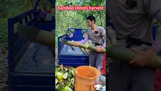 Bamboo shoots harvest new skills A knife cut off the skin fresh bamboo竹筍收穫新技能一刀切下外皮，輕鬆獲得滿滿一筐鮮嫩筍頭 [upl. by Harias705]