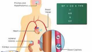 Aldosterone Action on the Kidney [upl. by Oralee213]