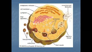 Endocytosis and Exocytosis [upl. by Melia]