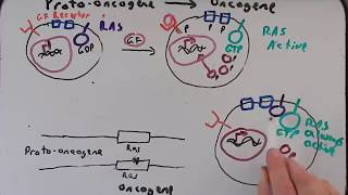 Cancer Genetics Part II Protooncogenes to Oncogenes [upl. by Arataj]