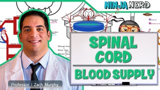 Neurology  Spinal Cord Blood Supply [upl. by Earaj660]