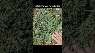 Fardos de Alfalfa pura  Rollos de Alfalfa pura en Argentina 🚜🇦🇷 5491163007000 5491160006300 [upl. by Casavant314]