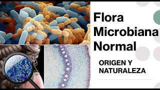 Flora Microbiana Normal o Microbiota [upl. by Nylaroc]