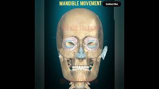 MANDIBLE MOVEMENT [upl. by Dinnie]