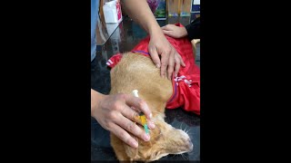 Treatment distemper diseases on dog [upl. by Anelaf814]