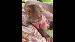 monkey babymonkeyangrymom babymonkeys ll babyprimates animals monkey168 babyanimals cute [upl. by End]