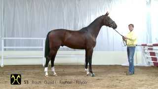 Hanoverian Stallion Licensing and Sales  CatalogNo 53 [upl. by Dahlia]