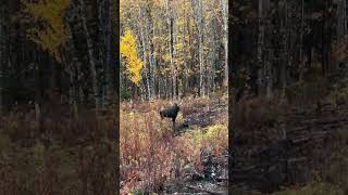 mooseguide bullmoose maine maineoutdoors moosehunting registeredmaineguide [upl. by Dorene]