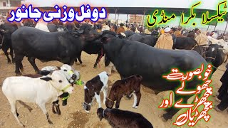 Friday latest update taxila mandi  Taxila mandi update [upl. by Wahl479]