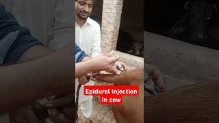 Epidural injection in cowTail dockingTail gangrenetail injury cow vetcare veterinaryplanet [upl. by Elrak986]