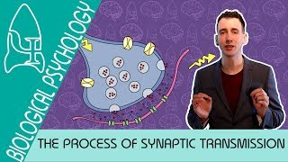 Synaptic Transmission  Biological Psychology AQA ALevel [upl. by Ramhaj]