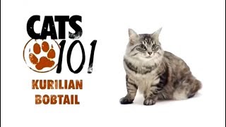 Курильский бобтейл 101koteru Kurilian bobtail 101cats [upl. by Trahurn]