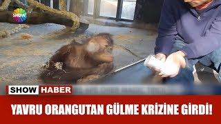 Yavru orangutan gülme krizine girdi [upl. by Osgood]