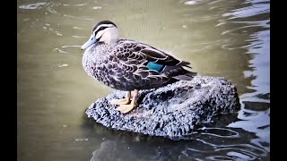 The Pacific black duck Campbelltown Australia [upl. by Manton634]