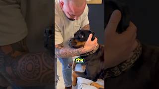 Dog Chiropractor Funny Reaction [upl. by Ailam798]