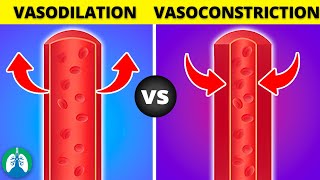 Vasoconstriction vs Vasodilation EXPLAINED [upl. by Einon212]