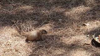 Blacktailed prairie dog enclosure [upl. by Prescott]