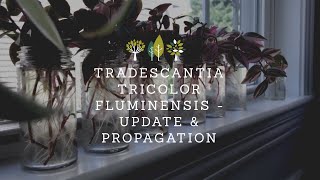 Tradescantia Tricolor Fluminensis  Update amp Propagation [upl. by Annhej]