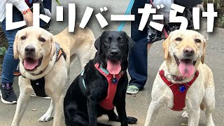 【大型犬イベント】レトリバーのオフ会に行ったら癒された♡【ラブラドールレトリバー】【多頭飼い】 [upl. by Etnelav]