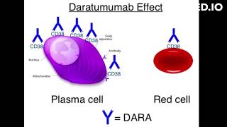 Daratumumab mode of action [upl. by Irroc]