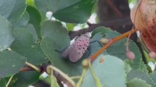 The spotted lanternflies are back in western Pennsylvania [upl. by Koren]